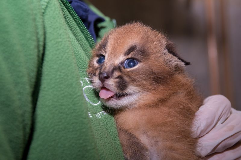 Illustration for article titled So Many Kittens at the Oregon Zoo!